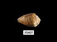 藏品(花冠芋螺)的圖片